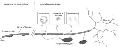 The Larval Zebrafish Vestibular System Is a Promising Model to Understand the Role of Myelin in Neural Circuits